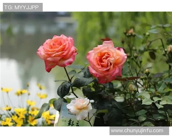 深度对话杨静分享羽毛球背后的故事与人生哲学